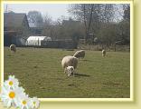 Reconnaisse_LeQuesnoy (8)
